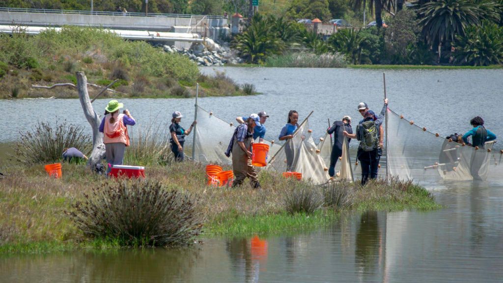 A group of students wearing waders and collecting samples from a swamp area